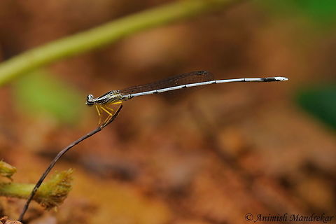 Yellow Bush Dart (Copera marginipes) Yellow Bush Dart (Copera marginipes) distributed in Oriental region. Copera marginipes,Geotagged,India,Summer