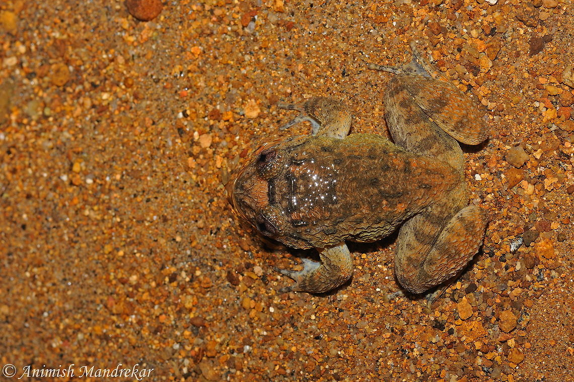 Coorg Night Frog (Nyctibatrachus sanctipalustris) Coorg Night Frog (Nyctibatrachus sanctipalustris) - endemic to western ghat Geotagged,India,Nyctibatrachus sanctipalustris,Summer
