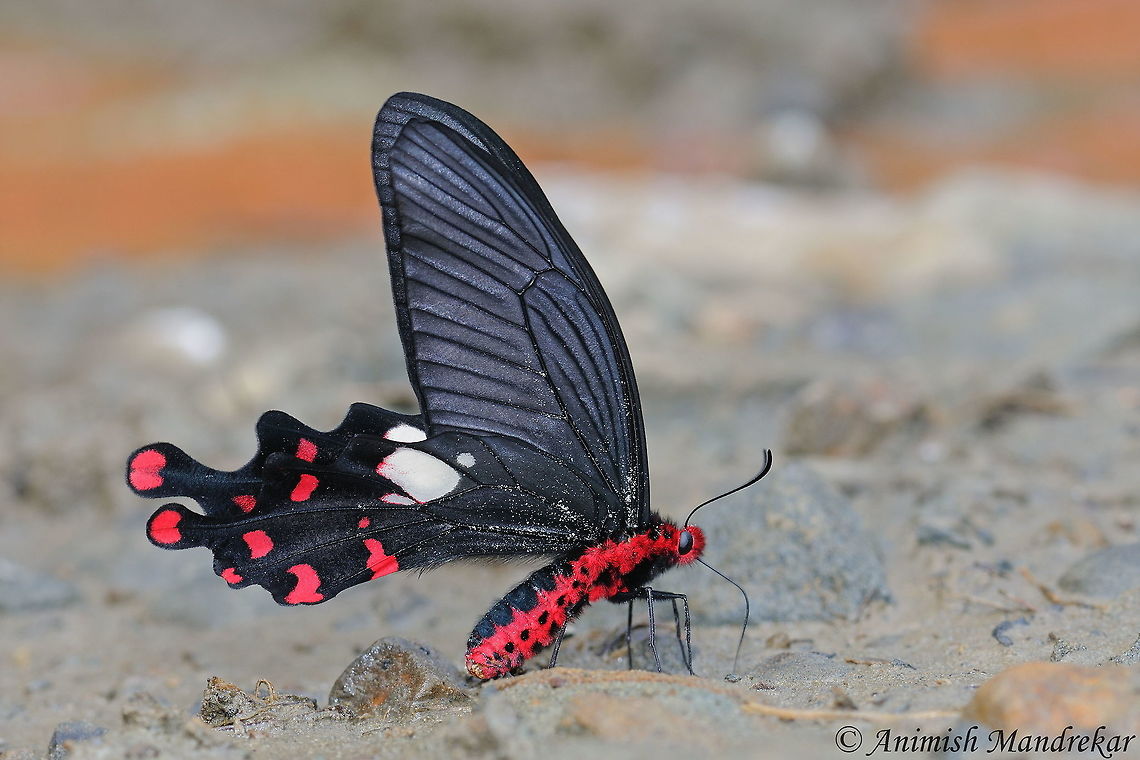 Common Windmill (Byasa polyeuctes) Common Windmill (Byasa polyeuctes) - One more beauty from Nagaland Byasa polyeuctes,Common Windmill,Geotagged,India,Spring