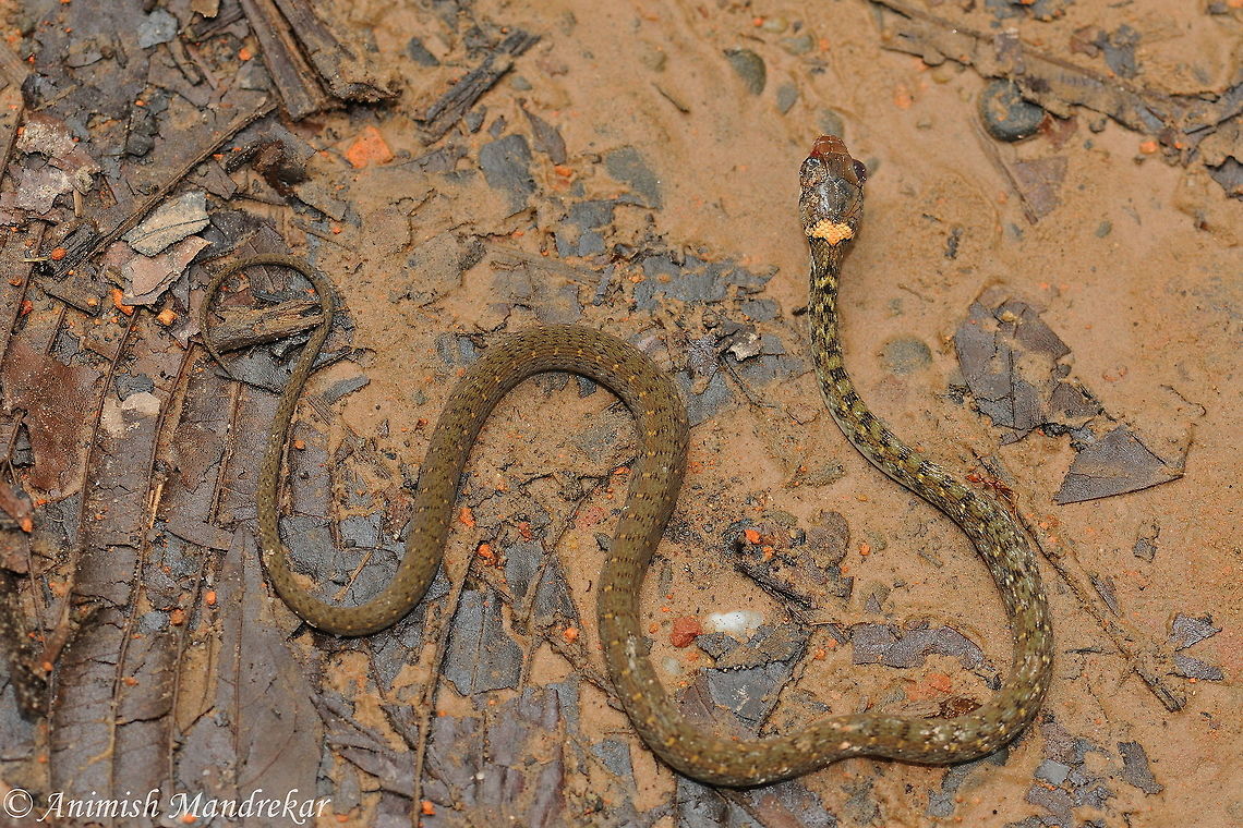 The Orange-collared keelback (Rhabdophis himalayanus) The Orange-collared keelback (Rhabdophis himalayanus) - Poor fellow was injured as one can see blood on its head. Found on forest floor near the main rood of Gibbon wildlife sanctuary. Geotagged,India,Orange-collared keelback,Rhabdophis himalayanus,Spring