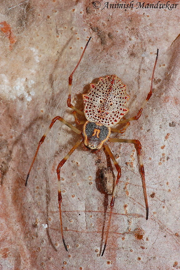 Ornamental Tree Trunk Spider ♀ (Herennia ornatissima) Ornamental Tree Trunk Spider (Herennia ornatissima) - This female specimen. Geotagged,Herennia multipuncta,India