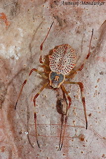 Ornamental Tree Trunk Spider ♀ (Herennia ornatissima) Ornamental Tree Trunk Spider (Herennia ornatissima) - This female specimen. Geotagged,Herennia multipuncta,India