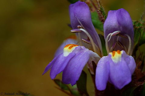 Marsh Barbel (Hygrophila schulli) Marsh Barbel (Hygrophila schulli) is a stout aquatic perennial herb, 1-2 m high. Erect unbranched stems are hairy near swollen nodes. Densely hairy, lance-like, stalkless leaves, 10-15 cm long, occur in whorls of 6 at each node on the stem. Straight, yellow, 4 cm long spines are present in the axil of each leaf. Flowers occur in 4 pairs at each node. The 3 cm long purple-blue flowers are 2-lipped - the upper lip is 2-lobed and the lower one 3-lobed with lengthwise folds. Flowers open in opposite pairs. Flowering: October-April. 
Medicinal uses: Kokilaksha, as it is known in sanskrit, was extensively used in Ayurvedic system of medicine for various ailments like rheumatism, inflammation, jaundice, hepatic obstruction, pain, etc. Geotagged,Hygrophila auriculata,India