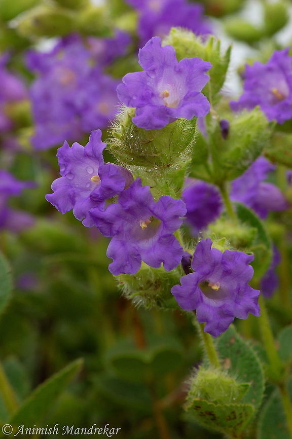 Hill Karvi (Pleocaulus ritchei) Hill Karvy is a small perennial shrub, usually half a meter tall, but after the flowering year, grows to 2 m tall. Numerouis quadrangular stems form a hemispherical tuft on the ground. Oppositely arranged stalkless leaves are ovate, rounded at the base, 2-3 cm long. Purple flowers occur in spikes 3-8 cm long, either in leaf axils or at the end of branches. Bristly bracts are 2 cm long, with long hairs, and tinged with purple. Flowers are bell-shaped with flaring petals. Stamens are 6 in number, and remain inside the flower. It flowers once in 7 years! Flower: October-November. Geotagged,India,Pleocaulus ritchiei