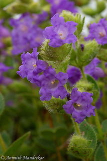 Hill Karvi (Pleocaulus ritchei) Hill Karvy is a small perennial shrub, usually half a meter tall, but after the flowering year, grows to 2 m tall. Numerouis quadrangular stems form a hemispherical tuft on the ground. Oppositely arranged stalkless leaves are ovate, rounded at the base, 2-3 cm long. Purple flowers occur in spikes 3-8 cm long, either in leaf axils or at the end of branches. Bristly bracts are 2 cm long, with long hairs, and tinged with purple. Flowers are bell-shaped with flaring petals. Stamens are 6 in number, and remain inside the flower. It flowers once in 7 years! Flower: October-November. Geotagged,India,Pleocaulus ritchiei