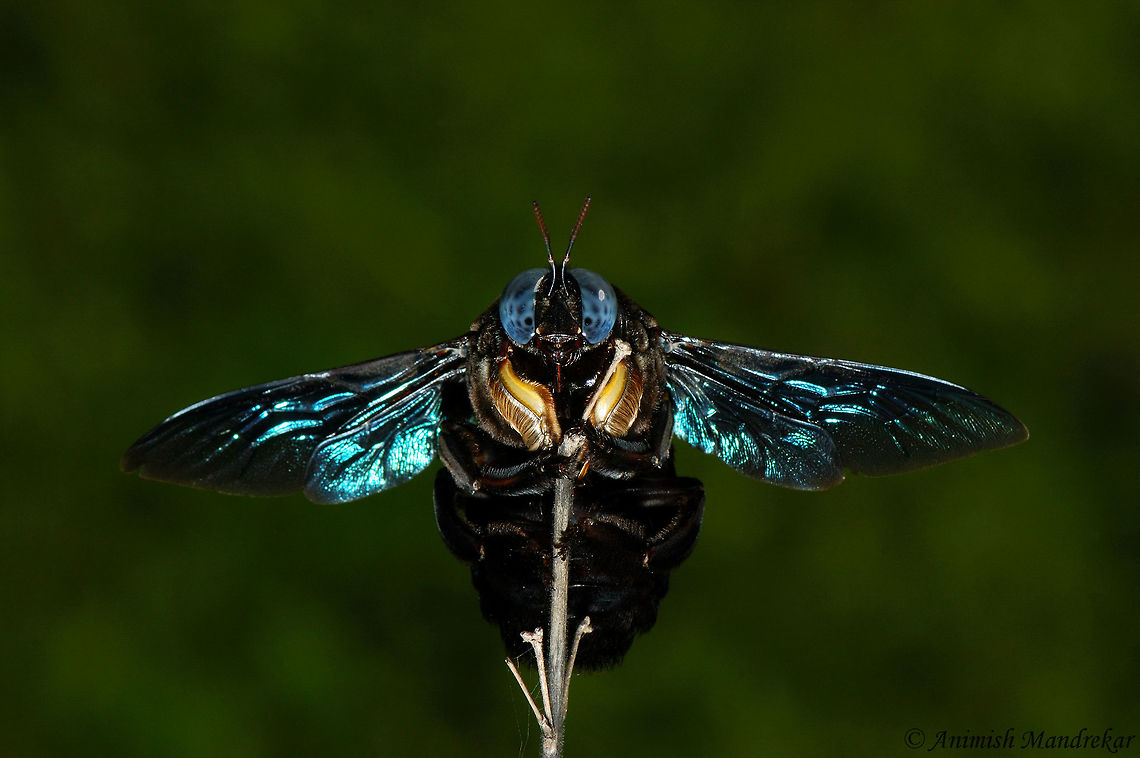 Carpenter Bee (Xylocopa latipes) Carpenter Bee (Xylocopa latipes) another beauty from western ghat. Geotagged,India,Tropical carpenter bee,Xylocopa latipes