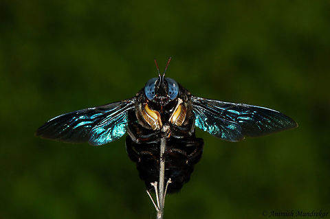 Carpenter Bee (Xylocopa latipes) Carpenter Bee (Xylocopa latipes) another beauty from western ghat. Geotagged,India,Tropical carpenter bee,Xylocopa latipes