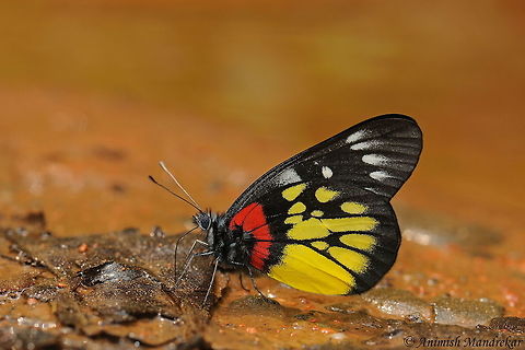 Redbase Jezebel Delias pasithoe Just love the color combination. One more beauty from Gibbon Wildlife Sanctuary Delias pasithoe,Geotagged,India,Redbase Jezebel,Spring,delias,leptidoptera,pieridae