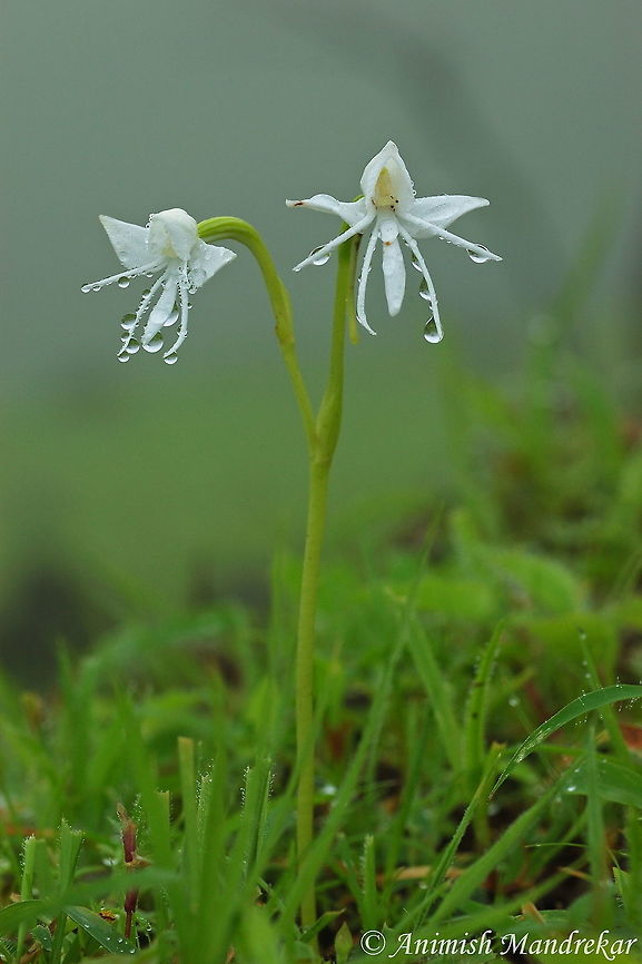 Single Leaved Habenaria (Habenaria grandifloriformis) Single Leaved Habenaria (Habenaria grandifloriformis), this is most common ground orchid found during early rains Geotagged,Habenaria grandifloriformis,India,Summer