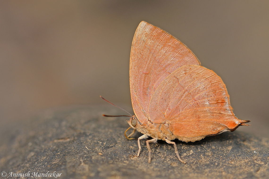 Purple Blue Leaf (Amblypodia anita) Purple Blue Leaf (Amblypodia anita) Amblypodia anita,Fall,Geotagged,India,Purple Leaf Blue