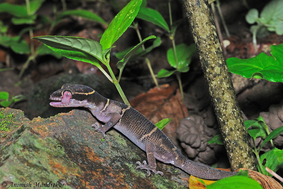 Deccan Ground Gecko (Geckoella deccanensis) When it comes to photographing a gecko, PATIENCE is the key. These are lacking eyelids and to keep the eyes moist, tongue is the best moisturizer.  Deccan ground gecko,Geckoella deccanensis,Geotagged,India,Summer