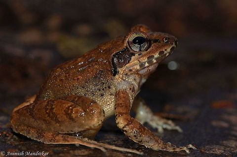 Indirana sps.  Geotagged,India,Indirana beddomii