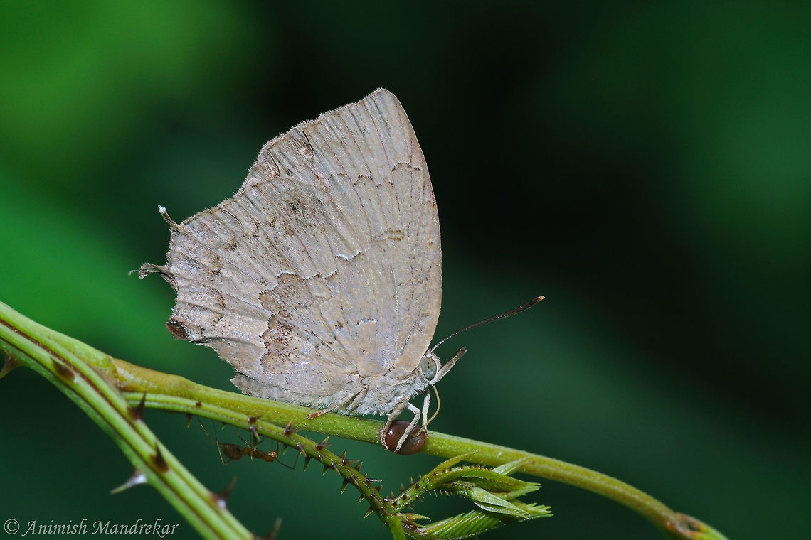 Common Acacia Blue (Surendra quercetorum)  Common Acacia Blue,Geotagged,India,Summer,Surendra quercetorum,lycanidae