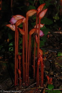 Aeginetia indica It is also called as root parasite Aeginetia indica,Forest Ghost Flower,Geotagged,India,Summer