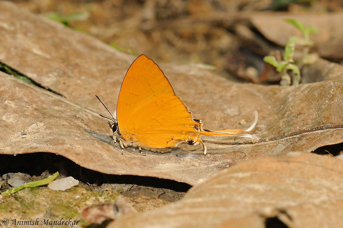 Blue Imperial (Ticherra acte) Blue Imperial (Ticherra acte) - Gem from Gibbon Wildlife Sanctuary Blue Imperial,Geotagged,India,Spring,Ticherra acte
