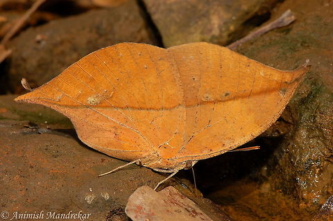 Thirsty Leaf Sayadhri Oakleaf/ South Indian Blue Oakleaf (Kallima horsfieldii) is a master of disguise. Geotagged,India,Kallima horsfieldii,South Indian Blue Oakleaf