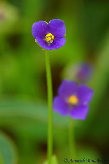 Little Persian Violet (Exacum pumilum) Little Persian Violet (Exacum pumilum) - Beauty from western ghat. Exacum pumilum,Geotagged,India,Little Persian Violet