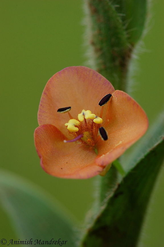 Abolima (Murdania lanuginosa) Abolima (Murdania lanuginosa) - Wild flowers from Kaas Plateau western ghats.  Geotagged,India,Murdannia lanuginosa