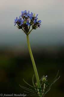 Feather-leaved Lavender (Lavandula bipinnata) Feather-leaved Lavender (Lavandula bipinnata) from Kaas Plateau western ghat  Feather-leaved lavender,Geotagged,India,Lavandula bipinnata