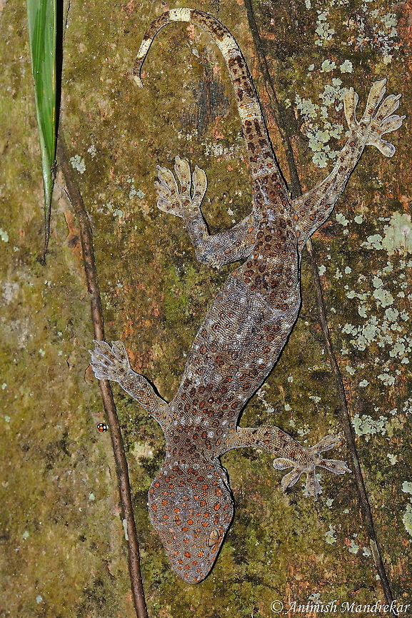 Tokay Gecko (Gekko gecko) Tokay Gecko (Gekko gecko) - Loud sound making gecko from north east India Gekko gecko,Geotagged,India,Spring,Tokay gecko