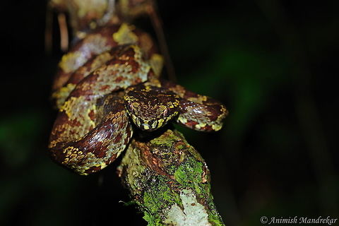 Malabar pit viper (Trimeresurus malabaricus) Malabar pit viper (Trimeresurus malabaricus) - Beauty from western ghat, and master of camouflage and patient hunter.  Geotagged,India,Malabar pit viper,Summer,Trimeresurus malabaricus
