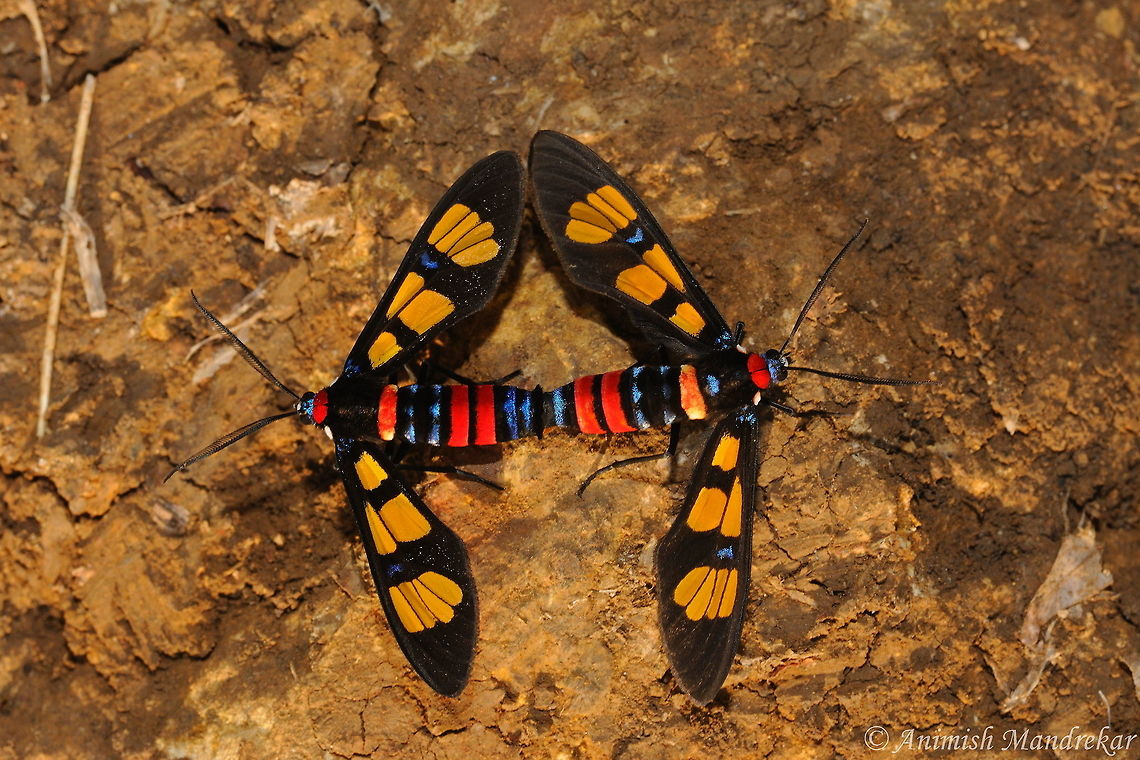 Colorful Love Lock Handmaiden Moth (Euchromia polymena) beauty from India Euchromia polymena,Geotagged,India,Moth Week 2018,Spring