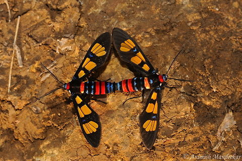 Colorful Love Lock Handmaiden Moth (Euchromia polymena) beauty from India Euchromia polymena,Geotagged,India,Moth Week 2018,Spring