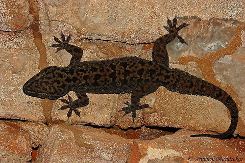 Spotted Leaf-toed Gecko (Hemidactylus maculatus) One more beauty from western ghat Fall,Geotagged,Hemidactylus maculatus,India,Spotted Leaf-toed Gecko