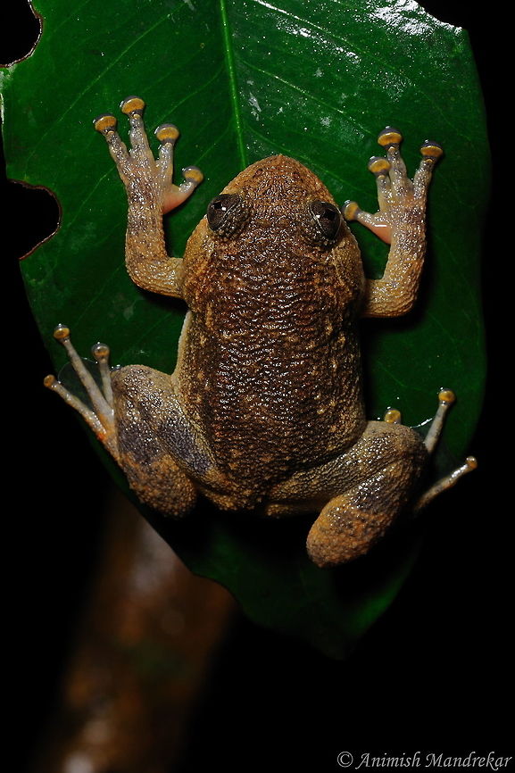 Jog Night Frog (Nyctibatrachus jog) Endemic to western ghat Geotagged,India,Jog night frog,Nyctibatrachus jog,Summer