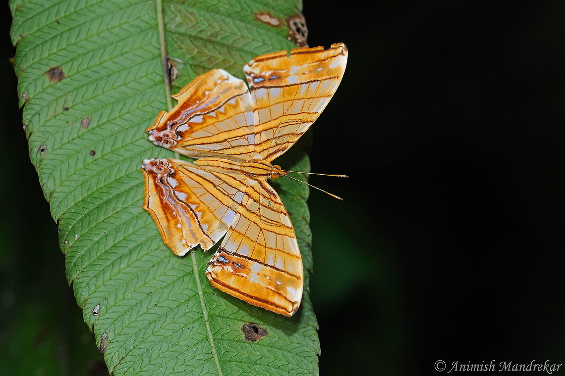 chersonesia_risa  Chersonesia risa,Geotagged,India,Spring