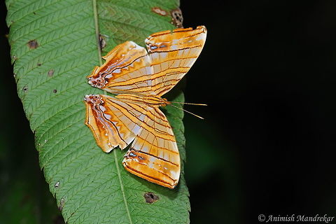 chersonesia_risa  Chersonesia risa,Geotagged,India,Spring