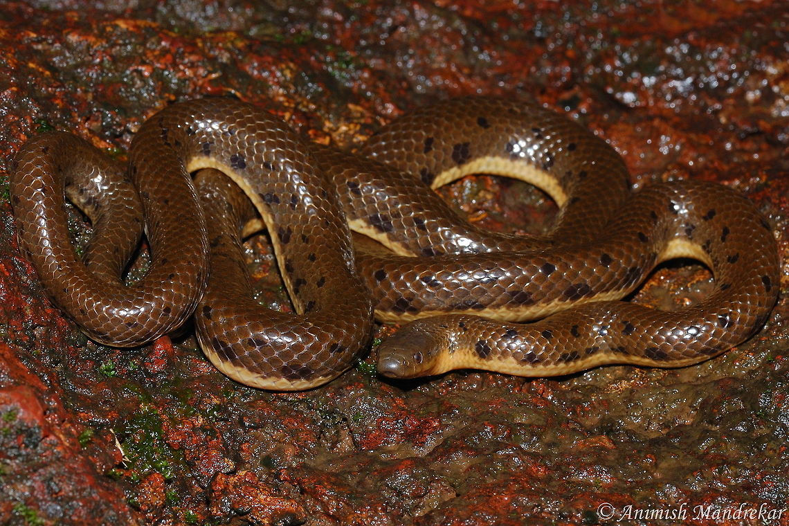 Olive Forest Snake (Rhabdops olivaceus) Western Ghat specialty  Geotagged,India,Olive Trapezoid Snake,Rhabdops olivaceus,Summer