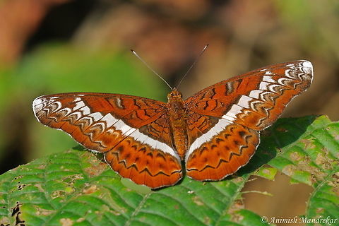Knight (Lebadea martha) Beauty from North East India Geotagged,India,Knight,Lebadea martha,Spring