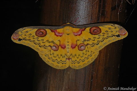 The Golden Emperor moth (Loepa katinka) One of the larger moths found in India Geotagged,Golden Emperor Moth,India,Loepa katinka,Summer