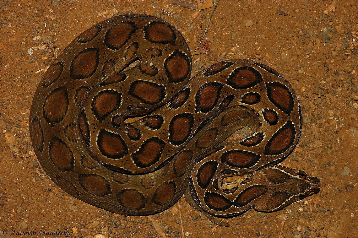 Russells viper (Daboia russelii) One of the deadly venomous snakes of India Daboia russelii,Geotagged,India,Russells viper