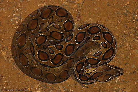 Russells viper (Daboia russelii) One of the deadly venomous snakes of India Daboia russelii,Geotagged,India,Russells viper