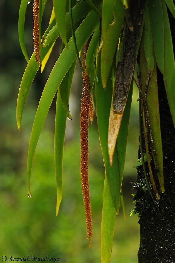 Oberonia_ensiformis Sword-Leaf Oberonia is an orchid Geotagged,India,Oberonia ensiformis,Summer,Sword-leaf Oberonia