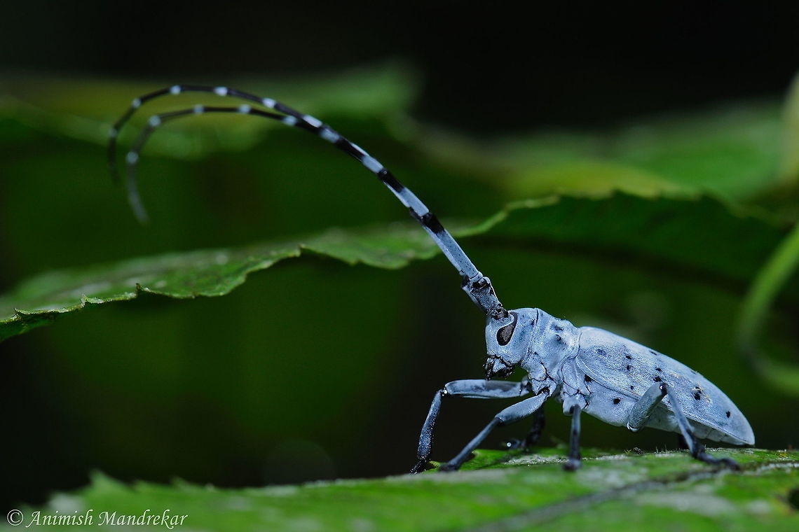Long Horned Beetle (Pseudonemophas versteegii) Long Horned Beetle from Assam. The adults emerge from April to May  Geotagged,India,Pseudonemophas versteegii,Spring
