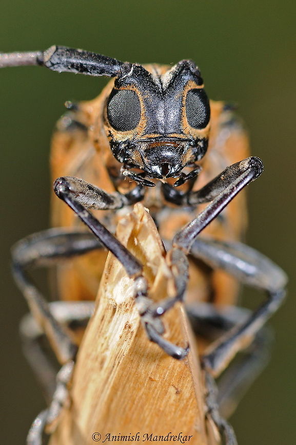 Long Horned Beetle (Celpsterna scabrator) Beauty from Northern Western Ghat. I would call it One Long Horned Beetle  Celosterna scabrator,Geotagged,India,Winter