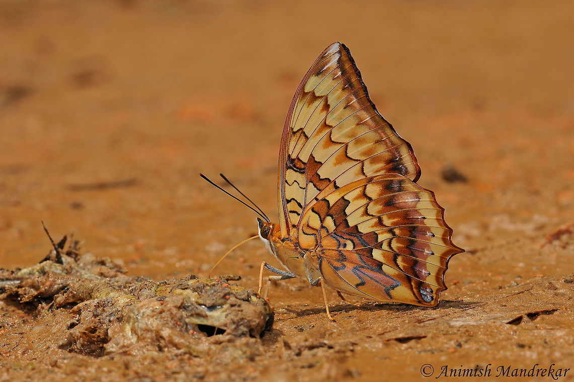 Variegated Rajah (Charaxes kahruba) Very fast flying &amp; territorial butterflies which are difficult to capture. From Gibbon Wildlife Sanctuary Assam Charaxes kahruba,Geotagged,India,Spring,Variegated rajah