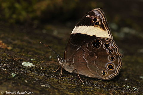 Straight-banded Treebrown (Lethe verma)  Geotagged,India,Lethe verma,Mycalesis anaxias,Spring,Straight-banded treebrown,White-bar Bushbrown