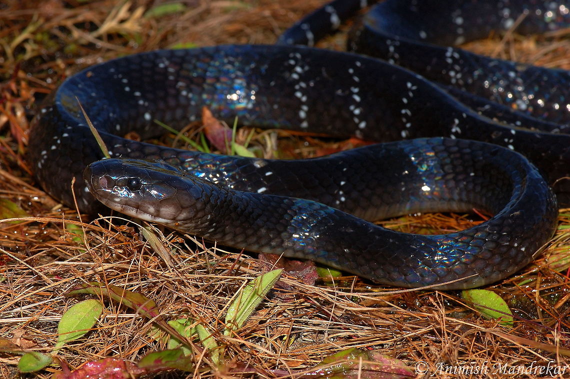 Eastern Himalayan Krait (Bungarus bungaroides) Very few photographic records of this species from Indian limits. Bungarus bungaroides,Geotagged,India
