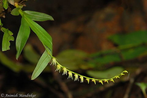 Dalzell's Eria (Conchidium filiforme) Dalzell’s Eria is a small perennial (long-living) Orchid species. The species develops leaves by July and flowering and fruiting follows. Flowers are yellowish to green in color and look like comb. By the end of monsoon, the plant becomes dormant for the rest of the year and returns to life in the next monsoon.  Conchidium filiforme,Geotagged,India,Summer,Threadlike Eria