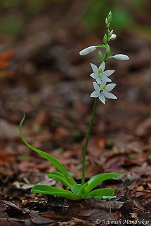 Edible Chlorophytum (Chlorophytum tuberosum) Edible Chlorophytum is a herb which blooms with the first showers of monsoon. Medicinal Board of India has recognized it as the sixth most imp. herb, to be preserved & protected. Roots & leaves are used in the treatment of Diabetes & it is being also used as a health tonic. In famine the tribals dry & pound bulbs & leaves into flour for making bread. Due to its medicinal use, it is over-collected from wild, which is making it Rare. Roots are collected before they reach maturity, thus hampering natural regeneration. Chlorophytum tuberosum,Geotagged,India,Summer