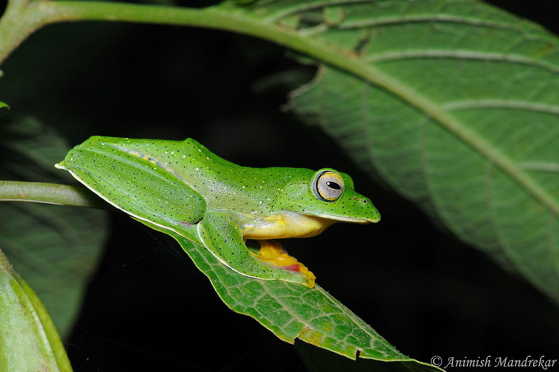 Malabar gliding frog (Rhacophorus malabaricus) One of the glamorous looking frog from western ghats. Geotagged,India,Malabar gliding frog,Rhacophorus malabaricus,Summer
