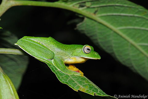 Malabar gliding frog (Rhacophorus malabaricus) One of the glamorous looking frog from western ghats. Geotagged,India,Malabar gliding frog,Rhacophorus malabaricus,Summer