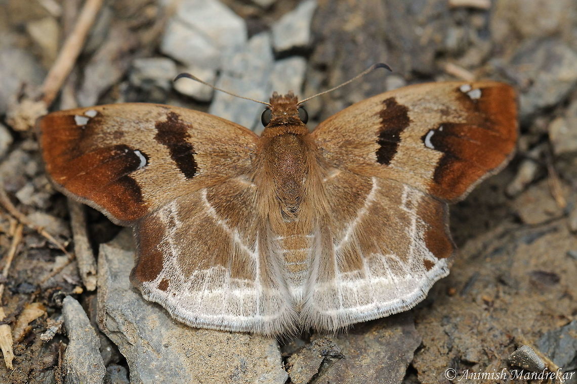 Chestnut Angle (Odontoptilum angulata) Beauty from Nagaland Chestnut/Banded Angle,Geotagged,India,Odontoptilum angulata,Spring