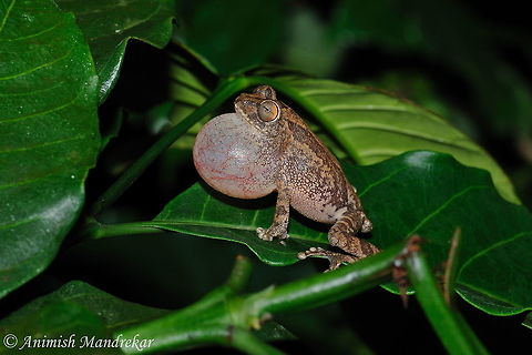 Ponmudi Bush Frog (Raorchestes ponmudi)  Geotagged,India,Raorchestes ponmudi,Summer