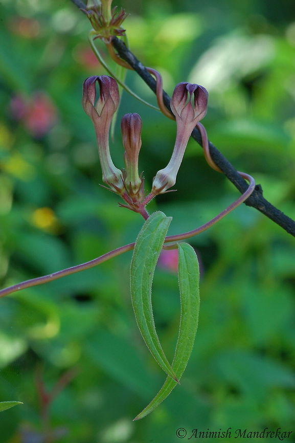 Medium Ceropegia (Ceropegia media) Ceropegia media is an endemic to Western Ghats and is found at higher elevations. It is a slender twinning climber with oppositely arranged narrow hairy leaves. The caterpillar of the Striped Tiger &amp; Glassy Tiger butterfly feed on the poisonous leaves.The tubers are edible and are used as vegetable by the tribals. Extensive tuber collection coupled with habitat destruction has unfortunately endangered this species. Ceropegia media,Fall,Geotagged,India,Medium Ceropegia