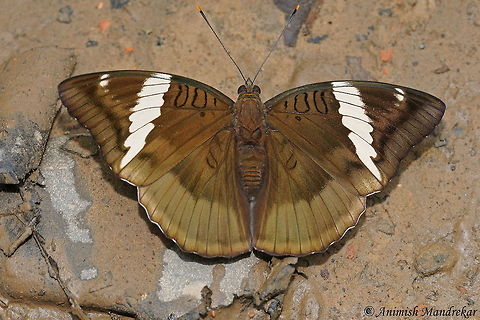 White-edged Blue Baron (Euthalia phemius)  Euthalia phemius,Geotagged,India,Spring,White-edged Blue Baron